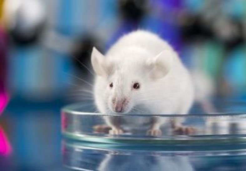 Ученым впервые в истории удалось удалить ВИЧ из ДНК мышей