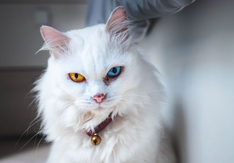 Medicii veterinari din SUA recomandă persoanelor cu HIV să aibă mai puțin contact cu pisicile