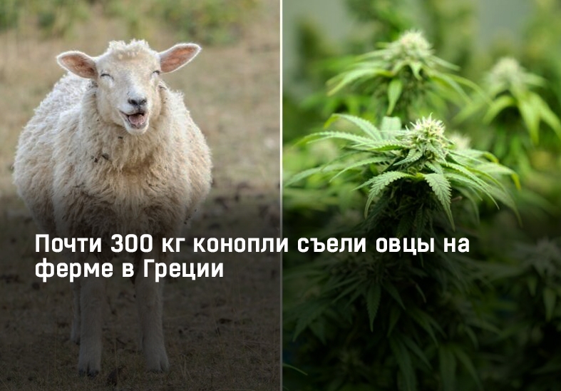 Почти 300 кг конопли съели овцы на ферме в Греции