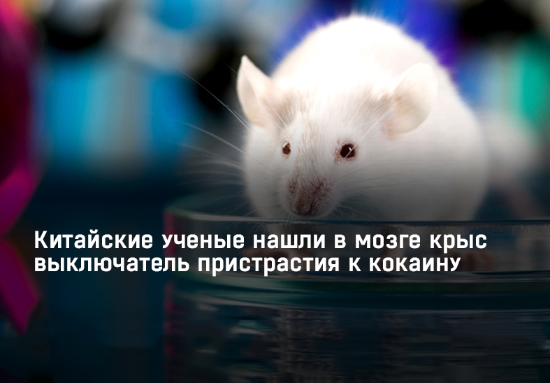 Китайские ученые нашли в мозге крыс выключатель пристрастия к кокаину