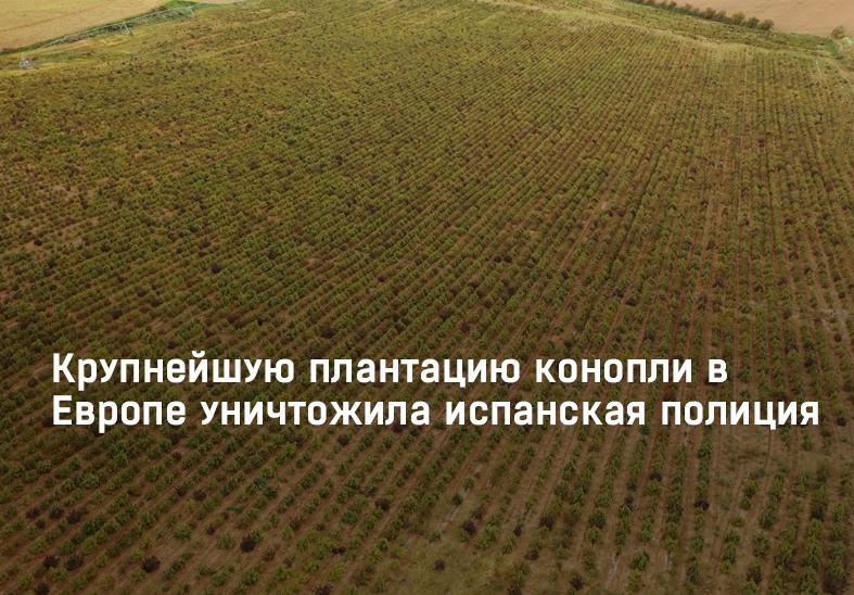 Poliția spaniolă a distrus cea mai mare plantație de canabis din Europa (foto)