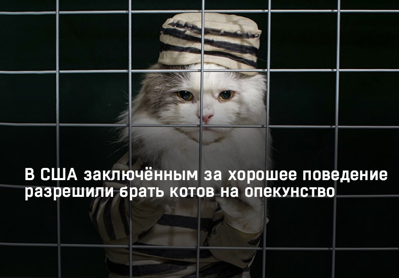 В США заключённым за хорошее поведение разрешили брать котов на опекунство